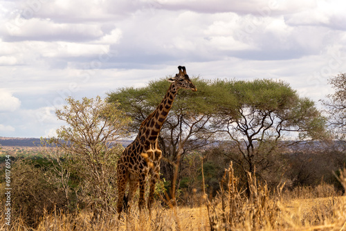 Canvas Print giraffe in the wild