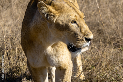 portrait of lioness