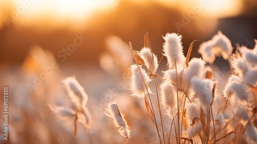A pararge focuses on a plant in a field lit up by sunlight with a blurry background © Ruslan