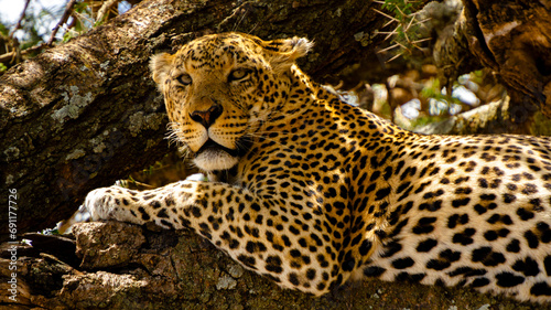 Valokuva leopard in the tree