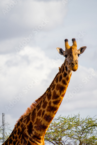 giraffe in the wild