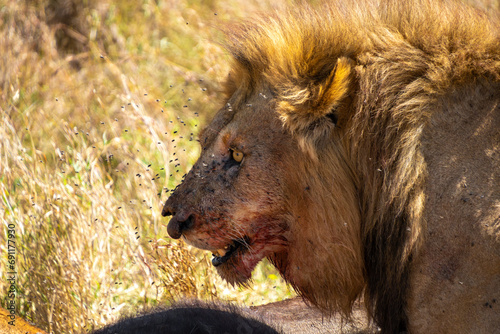 Canvas Print lions feasting a water buffalo