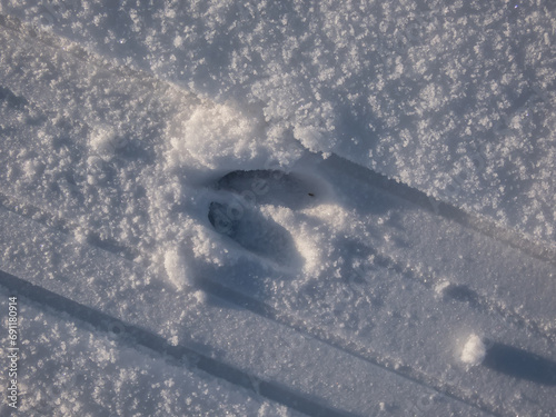 Close-up of a single perfect footprint of roe deer (Capreolus capreolus) on the ground covered with snow in winter
