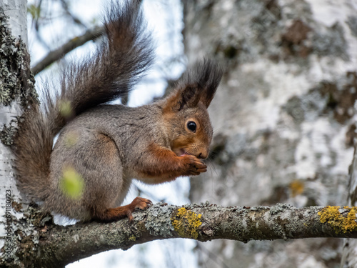 Close-up shot of the Red Squirrel  Sciurus vulgaris  sitting on a branch in forest