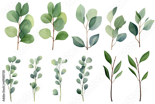 Eucalyptus watercolor clipart set. Green plant collection isolated on white background vector illustration set. photo