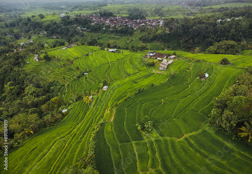 rice terraces in island