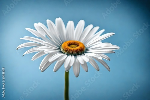 daisy flower on a blue background
