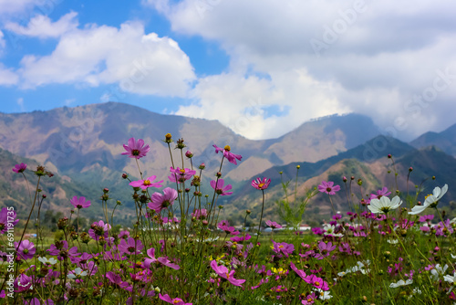 Cosmos Flower or Bunga Kenikir, Beauty flower in colorful bloom in the field with mountain and sky background
