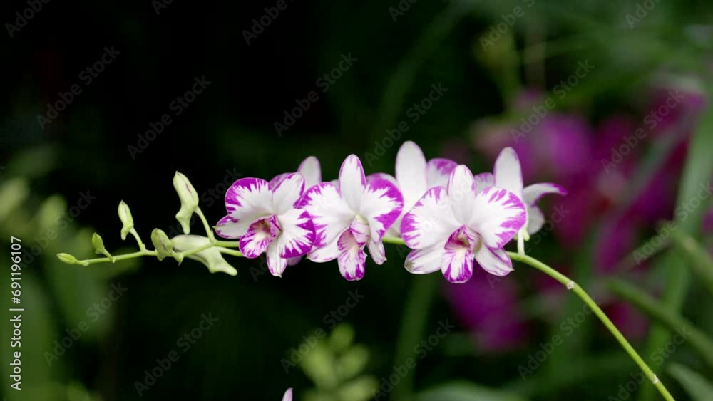 white orchid flowers with pink edges growing in singapore botanic gardens of singapore white orchid flowers with pink edges growing in singapore botanic gardens of singapore
