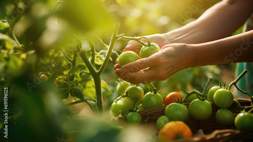 Hands Picking Fresh Tomatoes in Sunlit Garden