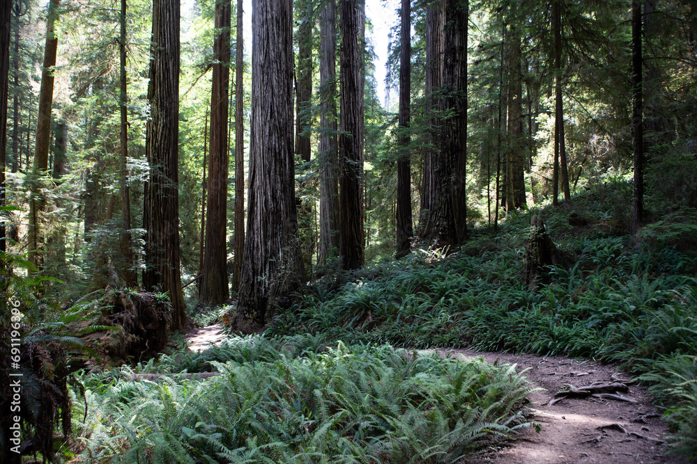 Trail winding through Redwood National Park on a warm summer day. Trail winding through Redwood National Park on a warm summer day.