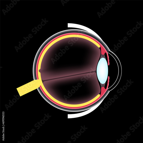 Eye anatomy poster