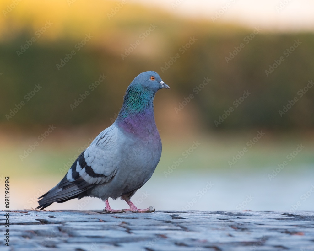 A Common Pigeon is Resting on the Cubic Stone Pavement of an Old Bridge in Late Autumn A Common Pigeon is Resting on the Cubic Stone Pavement of an Old Bridge in Late Autumn