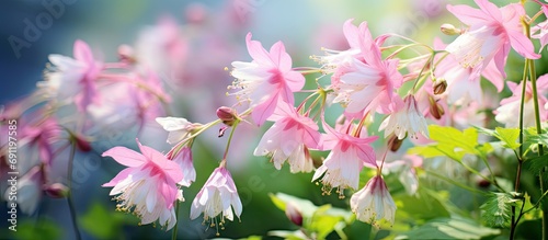 Close up of the Siberian columbine meadow rue French or greater meadow rue Thalictrum aquilegiifolium flowering with clusters of fluffy pink flowers in flat topped panicles in the garden photo