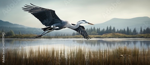 Blue heron ardea cinerea take off flying from lake grey heron in natural habitat. Copy space image. Place for adding text photo