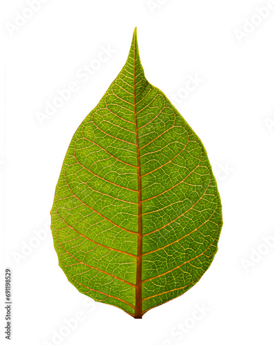 Macro photo of a green leaf with texture isolated on white background. Greenish relief texture of leaf  detailed nature background  fresh pure nature concept.