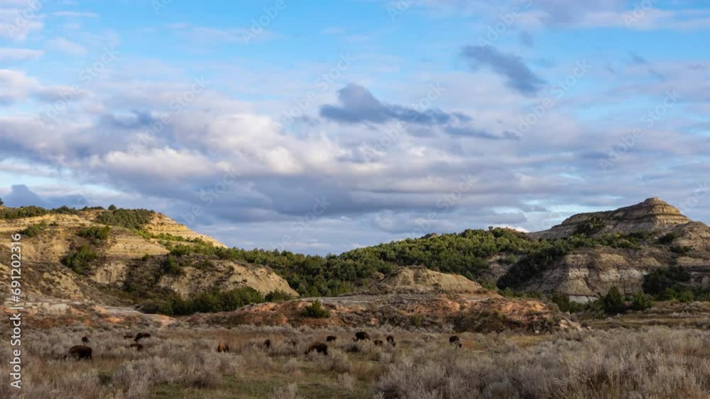 Time lapse - Bisions wonder around on the field in Theodore Roosevelt National Park Time lapse - Bisions wonder around on the field in Theodore Roosevelt National Park