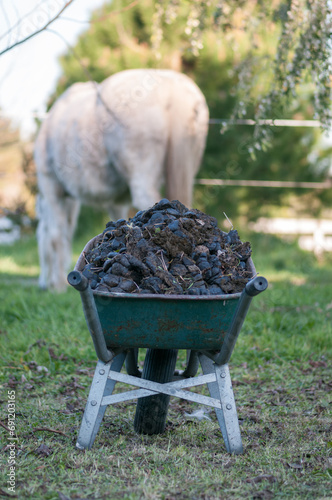 Wheelbarrow of horse poo