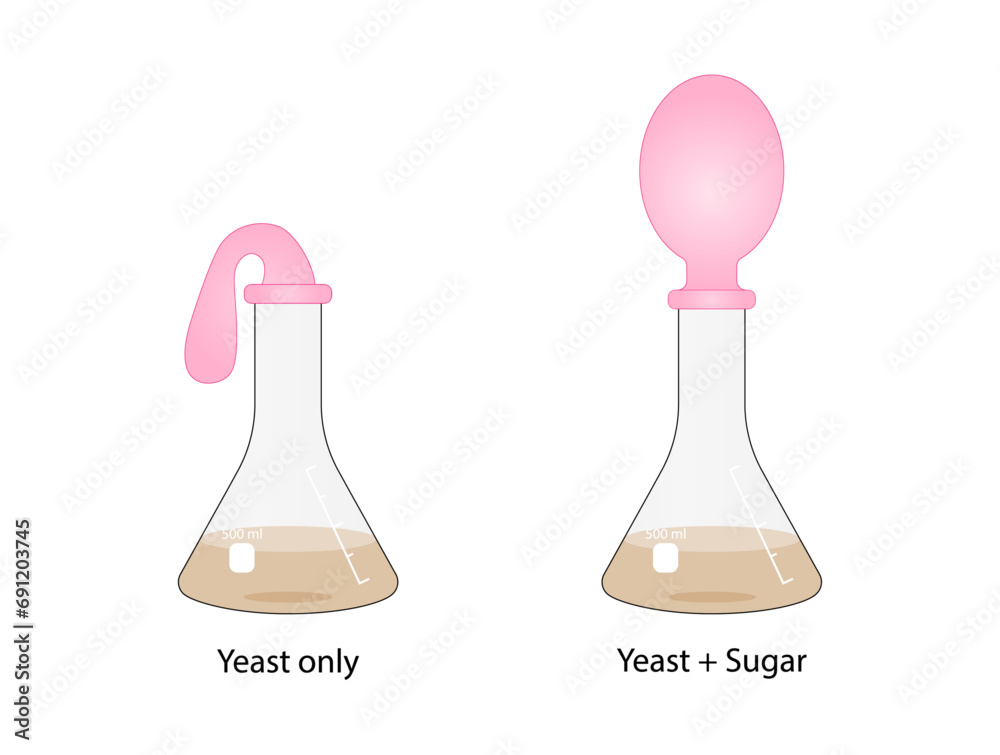 Yeast Respiration Experiment. Yeast feeds on the sugar, producing carbon dioxide, gas slowly fills the balloon. Vector illustration. Yeast Respiration Experiment. Yeast feeds on the sugar, producing carbon dioxide, gas slowly fills the balloon. Vector illustration.