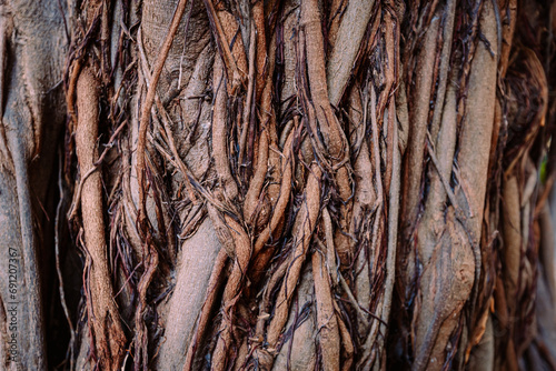 Close up on roots of ficus magnolioides (Ficus macrophylla), a large evergreen tree of the Moraceae family located in Syracuse, Italy.
