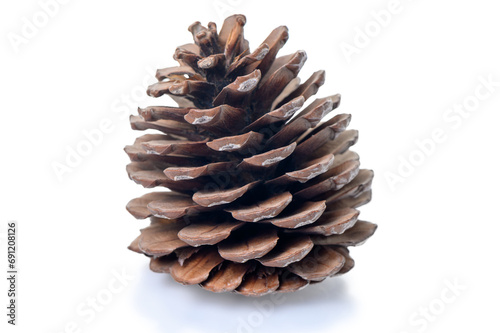 drying pine cone on a white background isolate 1