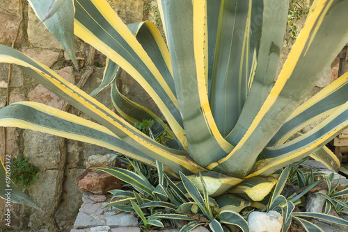 Agave americana Variegata with agave-childrens for publication, poster, calendar, post, screensaver, wallpaper, postcard, banner, cover, website. High quality photo photo