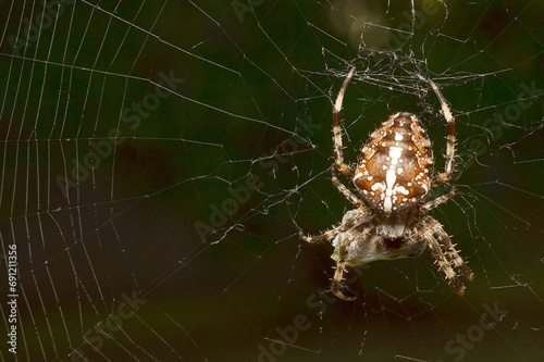 Close-up of a cross spider with web and prey, interesting wildlife photo