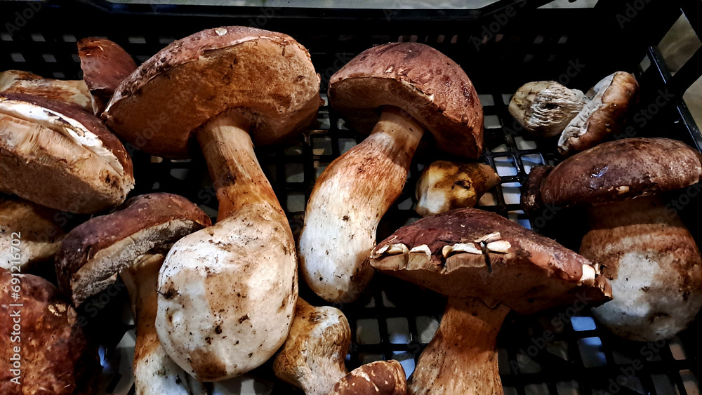 close-up of a basket with beautiful freshly picked porcini mushrooms