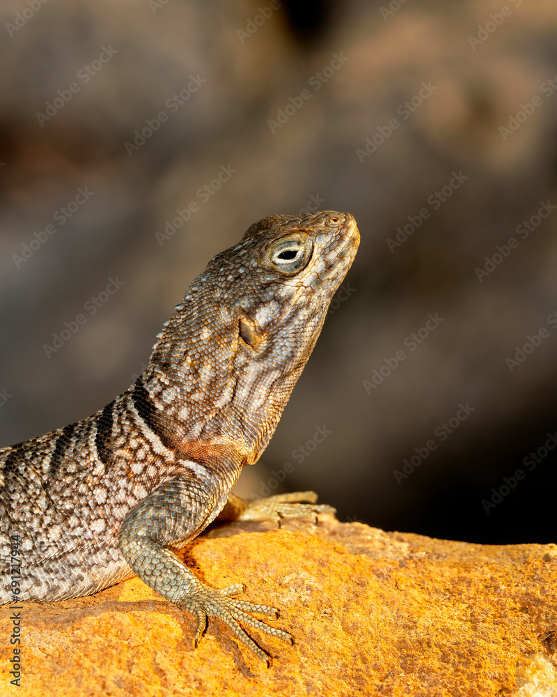 Oplurus cuvieri, or collared iguana in Madagascar Oplurus cuvieri, or collared iguana in Madagascar