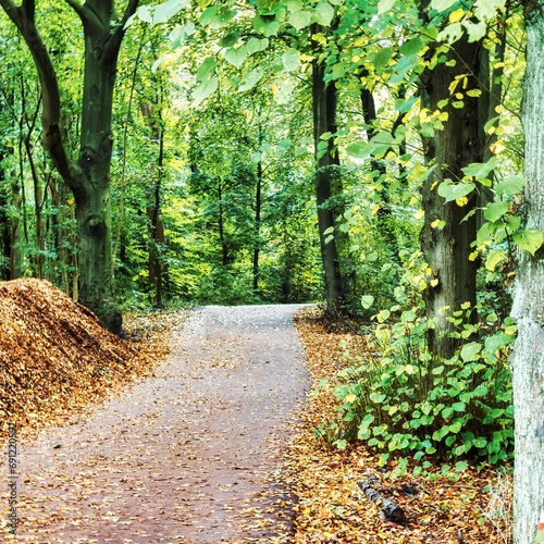 The Hague, Netherlands - October 23 2020 : a trail in a forest in fall or autumn with leaves that dropped on the ground and still green trees and trunks