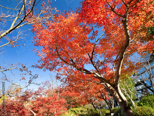 東京ミッドタウンに隣接する檜町公園の紅葉　東京都 photo