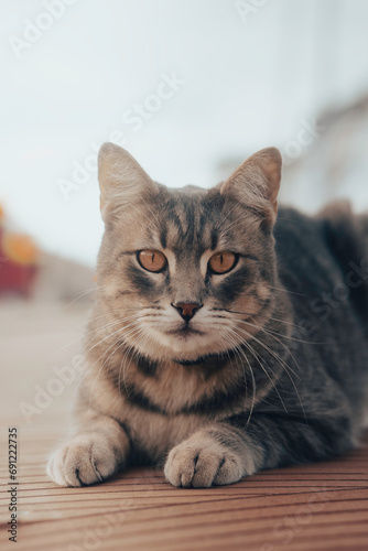 Fototapeta Naklejka Na Ścianę i Meble -  Grey Tabby cat, feline pet close up