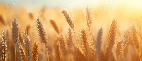 golden wheat field at sunset