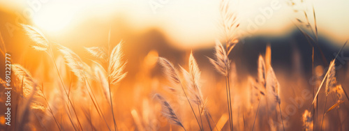 golden wheat field at sunset