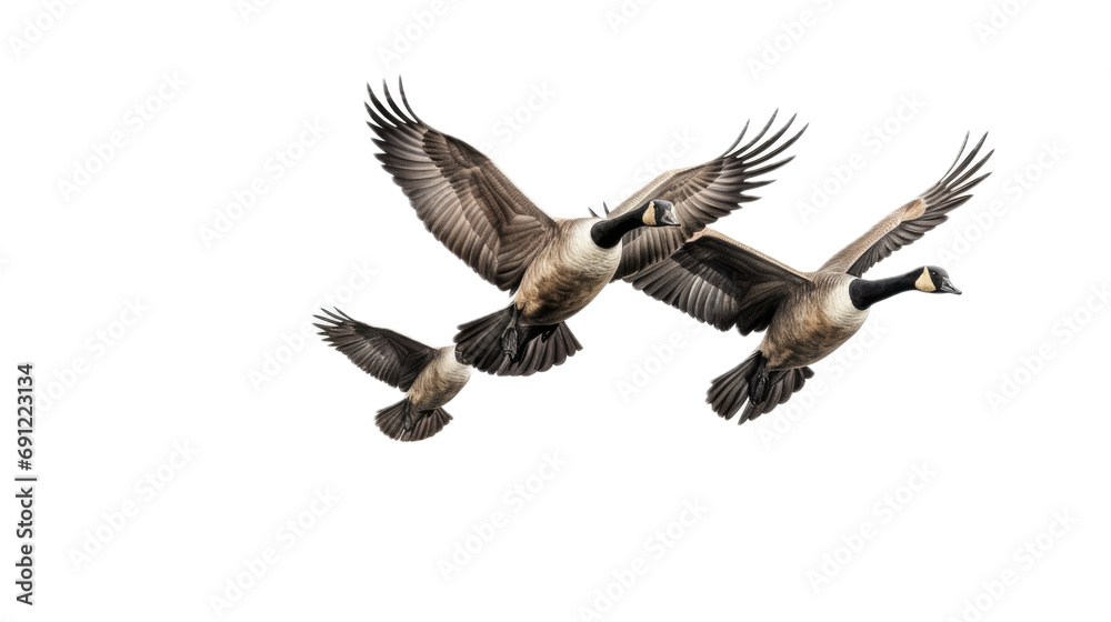 Obraz premium three Canadian Geese flying, 3/4 view, in a PNG, Nature-themed, isolated, and transparent Photorealistic illustration. Generative ai