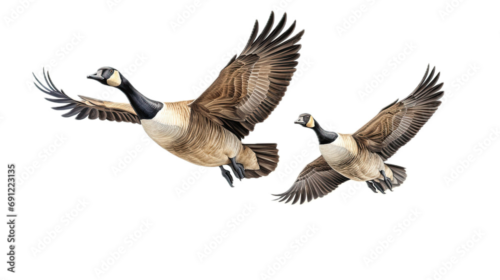 two Canadian Geese flying, 3/4 view, in a PNG, Nature-themed, isolated, and transparent Photorealistic illustration. Generative ai two Canadian Geese flying, 3/4 view, in a PNG, Nature-themed, isolated, and transparent Photorealistic illustration. Generative ai