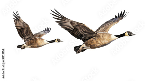 two Canadian Geese flying, 3/4 view, in a PNG, Nature-themed, isolated, and transparent Photorealistic illustration. Generative ai © Purple Penguin GFX