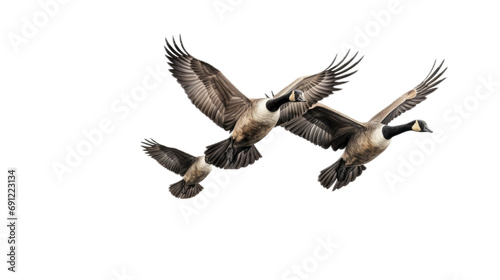 three Canadian Geese flying, 3/4 view, in a PNG, Nature-themed, isolated, and transparent Photorealistic illustration. Generative ai