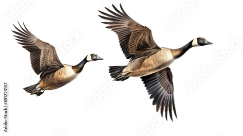 two Canadian Geese flying, 3/4 view, in a PNG, Nature-themed, isolated, and transparent Photorealistic illustration. Generative ai