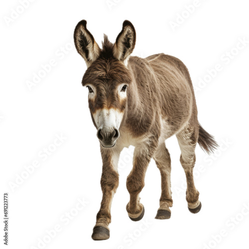 a Donkey/Burro trotting, full body in a front view in a PNG, isolated and transparent, farm animal-themed, photorealistic illustration. Generative ai