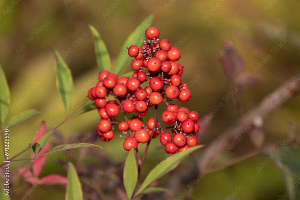 Red Winter Berries in Autumn