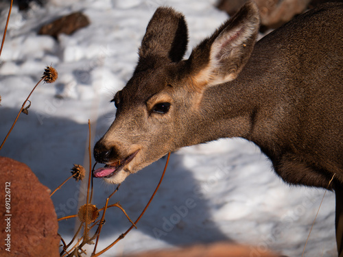 Deer eating a thistle plant at Red Rocks