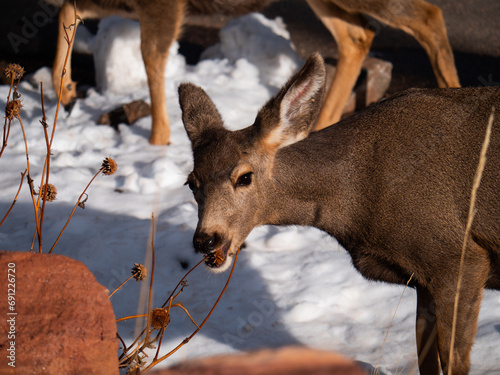 Deer eating a thistle plant at Red Rocks