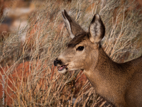 Deer looking up in Red Rocks