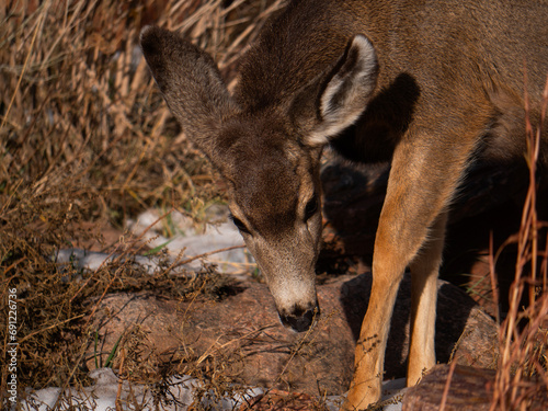 Deer looking down in Red Rocks