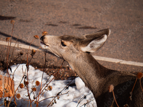 Deer eating a thistle plant at Red Rocks