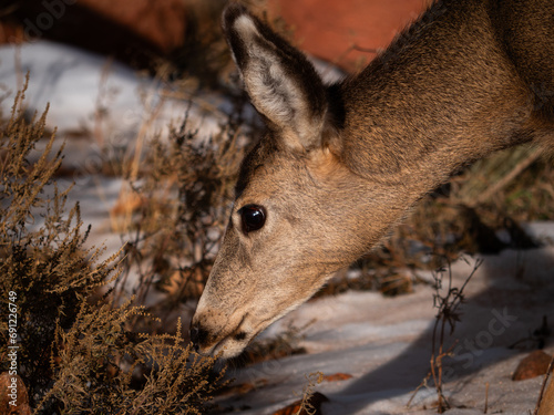 Deer looking down into the plants in Red Rocks