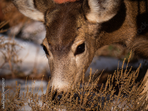 Deer looking down into the plants in Red Rocks