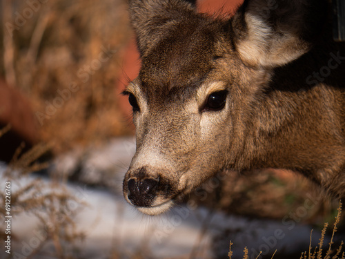 Deer looking up in Red Rocks