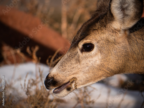 Deer looking to the side in Red Rocks
